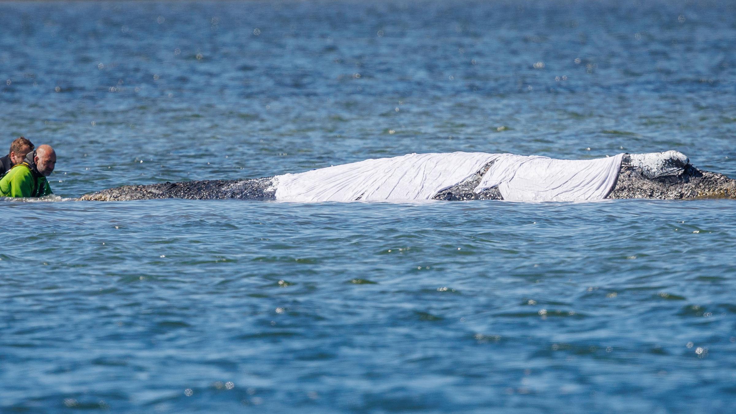 Helfer sind direkt am festliegenden Buckelwal vor der Insel Poel im Einsatz um den Meeresboden unter dem Tier wegzuspühlen.