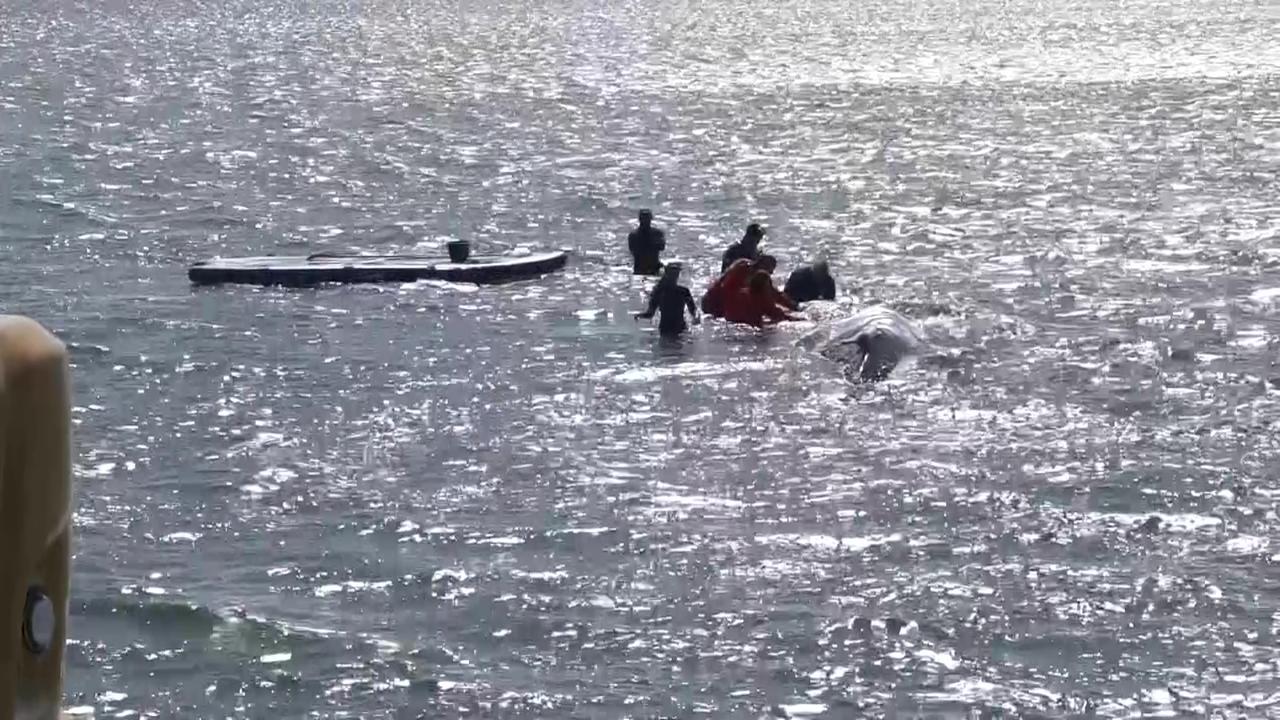 Whale transport is imminent - | this is what's next for Timmy