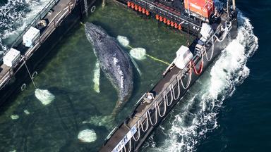 Der Wal liegt in einem gefluteten Lastschiff kurz vor der dänischen Grenze (Aufnahme aus einem Flugzeug).