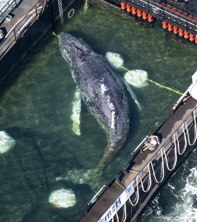Der Wal liegt in einem gefluteten Lastschiff kurz vor der dänischen Grenze (Aufnahme aus einem Flugzeug).