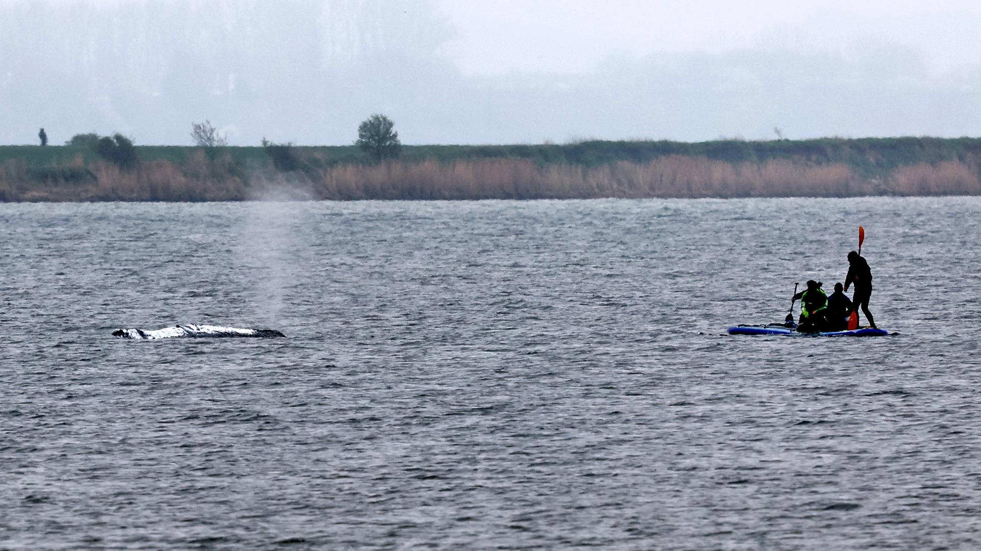 Helfer nähern sich dem gestrandeten Buckelwal Timmy vor der Insel Poel in der Ostsee. er Rücken des Wals ist mit Tüchern abgedeckt.