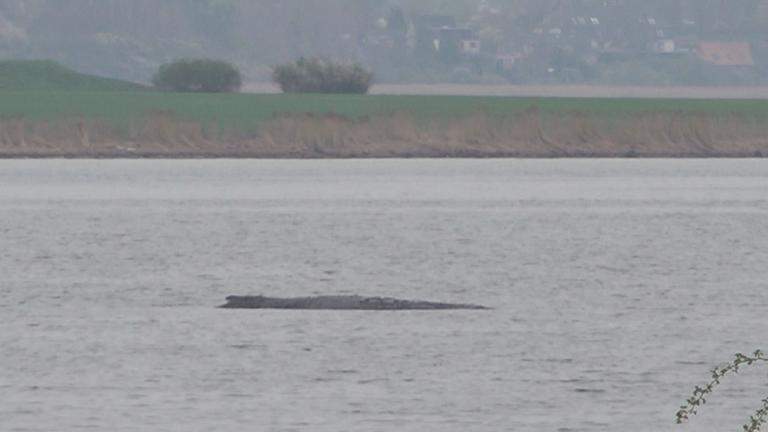 Mecklenburg-Vorpommern: Der gestrandete Buckewal Timmy schwimmt wieder.