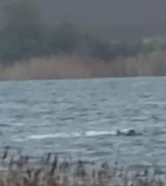 Mecklenburg-Vorpommern: Buckelwal Timmy ist erneut zum Stillstand gekommen.