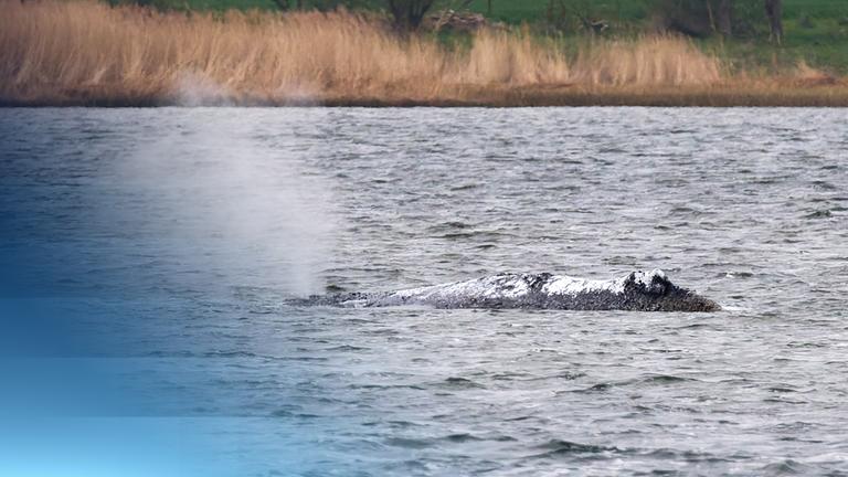Der gestrandete Buckelwal in der Bucht vor Poel.