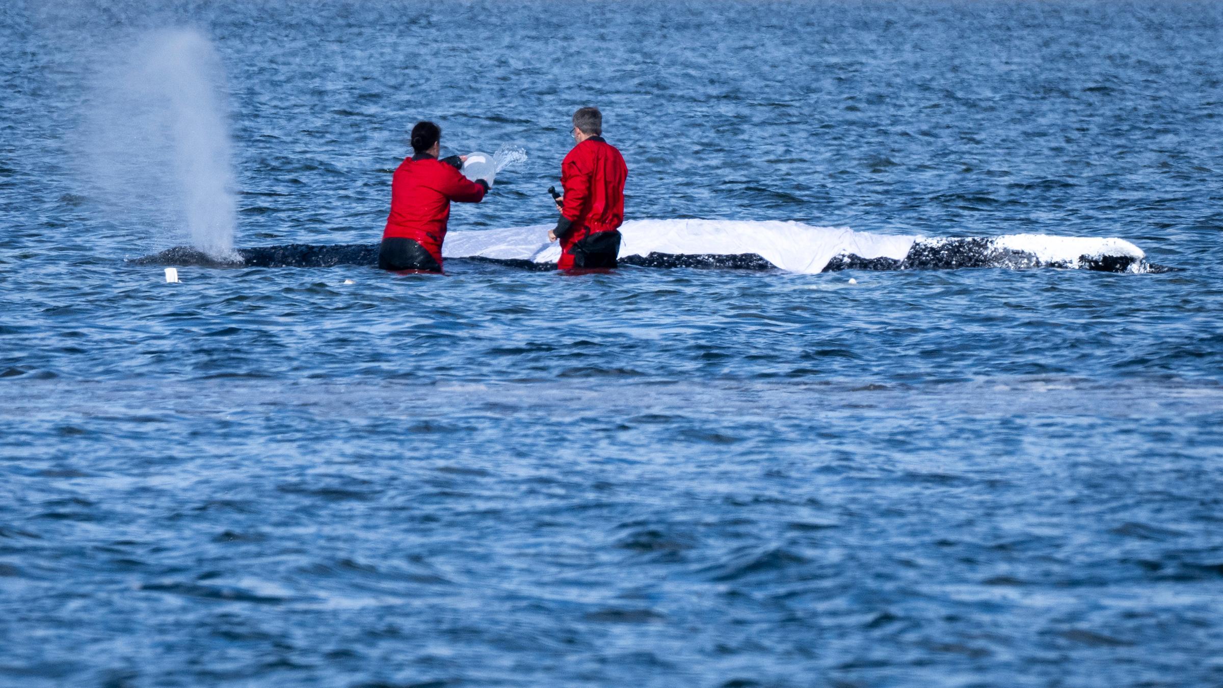 Helfer befeuchten den Rücken des Wals mit nassen Tüchern am 27.04.2026 in Poel, Mecklenburg-Vorpommern.