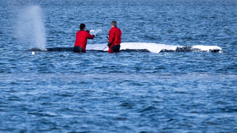 Helfer befeuchten den Rücken des Wals mit nassen Tüchern am 27.04.2026 in Poel, Mecklenburg-Vorpommern.
