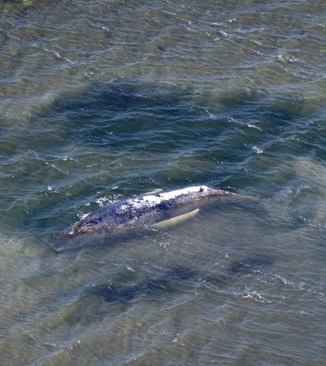 Eine Rinne in der Kirchsee vor der Insel Poel führt vom Wal in tieferes Gewässer (Aufnahme aus einem Flugzeug). 