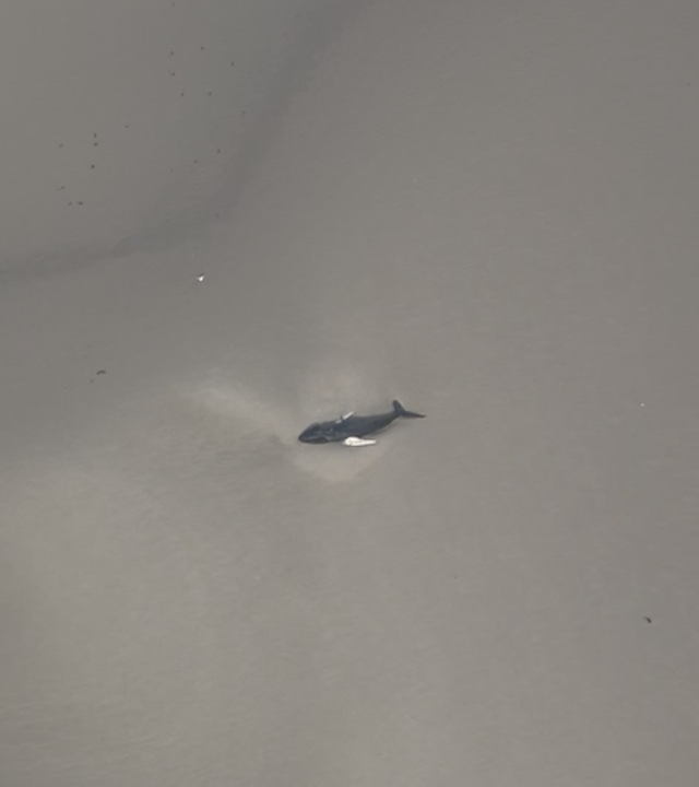 Es wurde ein toter Wal vor der dänischen Insel Anholt gefunden.