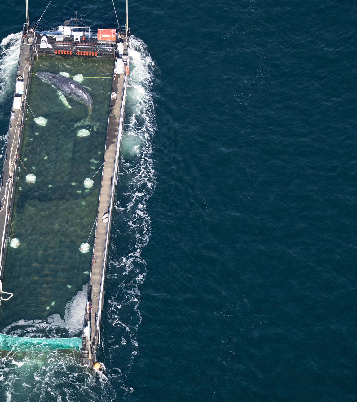 Weitere Entwicklung zum Buckelwal in der Ostsee