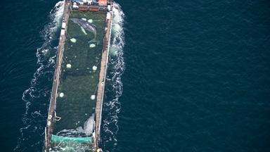 Weitere Entwicklung zum Buckelwal in der Ostsee