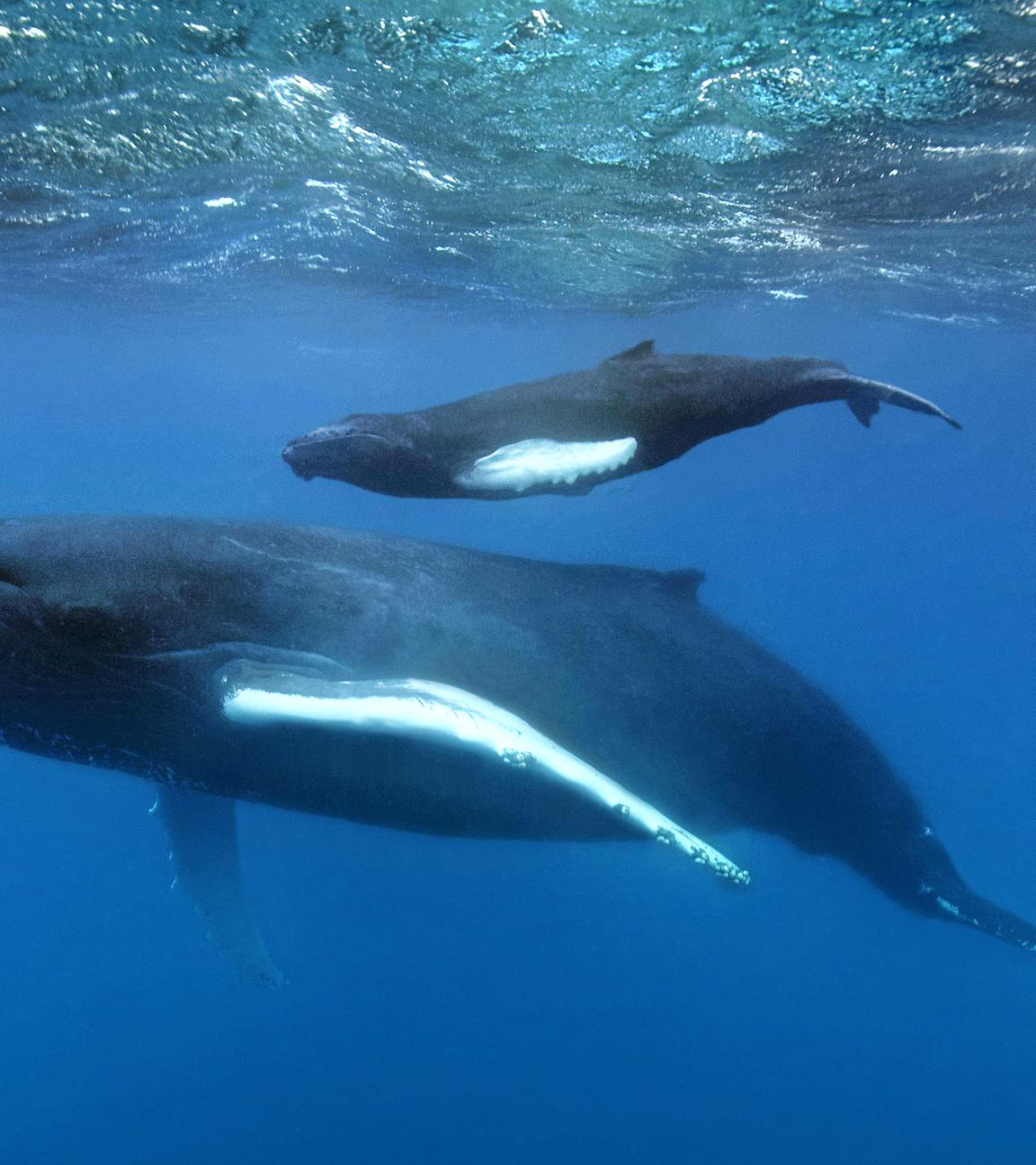 Buckelwal unter Wasser