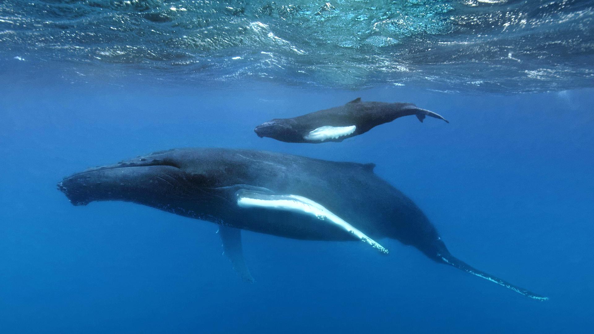 Buckelwal unter Wasser