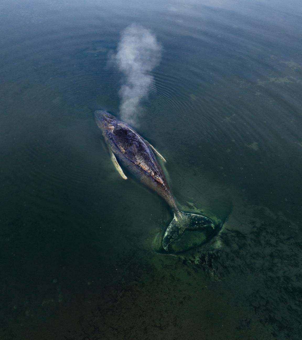 Der gestrandete Buckelwal vor der Insel Poel in der Ostsee am 01.04.2026 in Mecklenburg-Vorpommern.