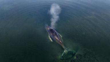 Wal liegt weiter fest - keine Rettungsversuche mehr