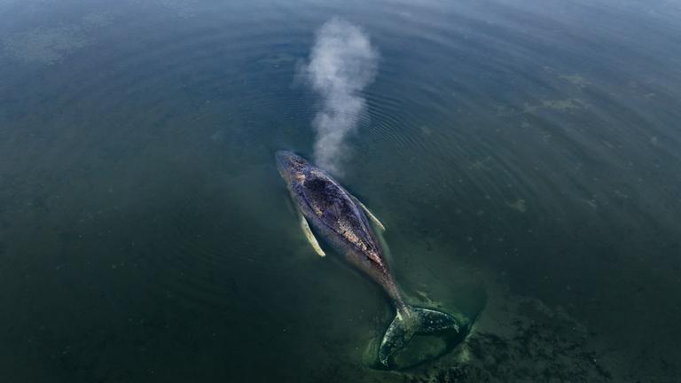 Der gestrandete Buckelwal vor der Insel Poel in der Ostsee am 01.04.2026 in Mecklenburg-Vorpommern.