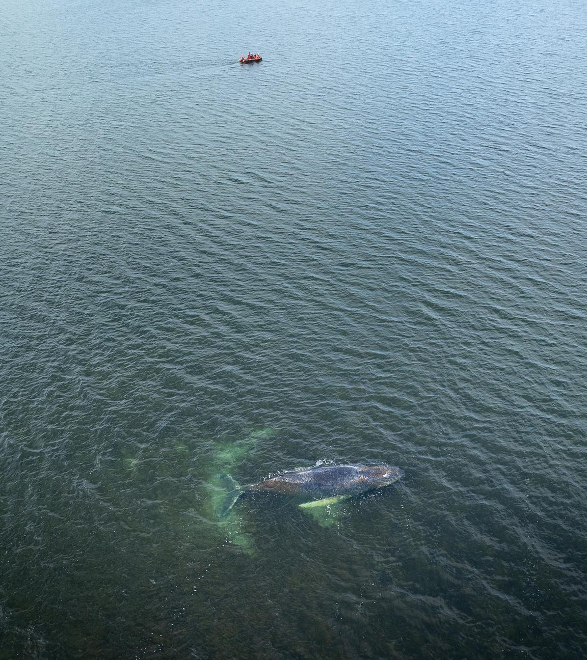Eine Drohnenaufnahme, herausgegeben von Greenpeace, zeigt den Buckelwal in der Wismarbucht am 29.03.2026.