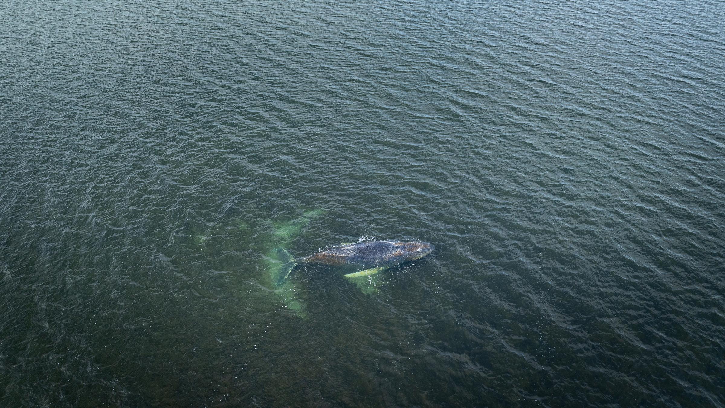 Eine Drohnenaufnahme, herausgegeben von Greenpeace, zeigt den Buckelwal in der Wismarbucht am 29.03.2026.