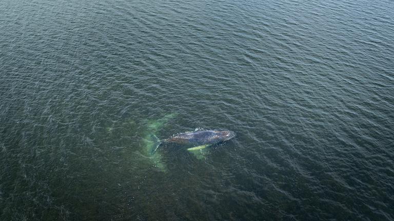 Eine Drohnenaufnahme, herausgegeben von Greenpeace, zeigt den Buckelwal in der Wismarbucht am 29.03.2026.