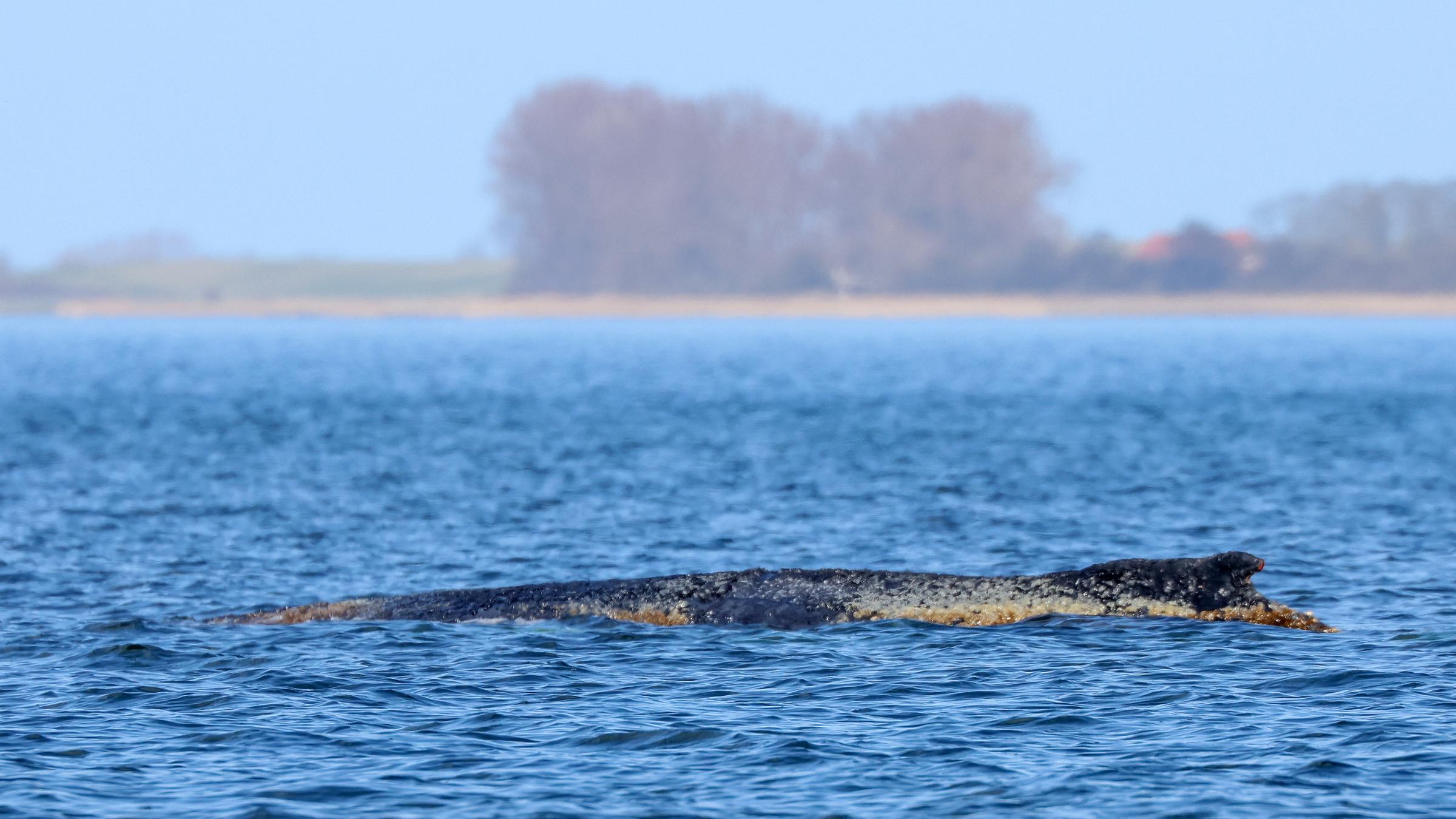 Der vor rund einer Woche bei Timmendorfer Strand an der Ostseeküste gestrandete Buckelwal liegt noch immer am 29.03.2026  in der Wismarbucht. 