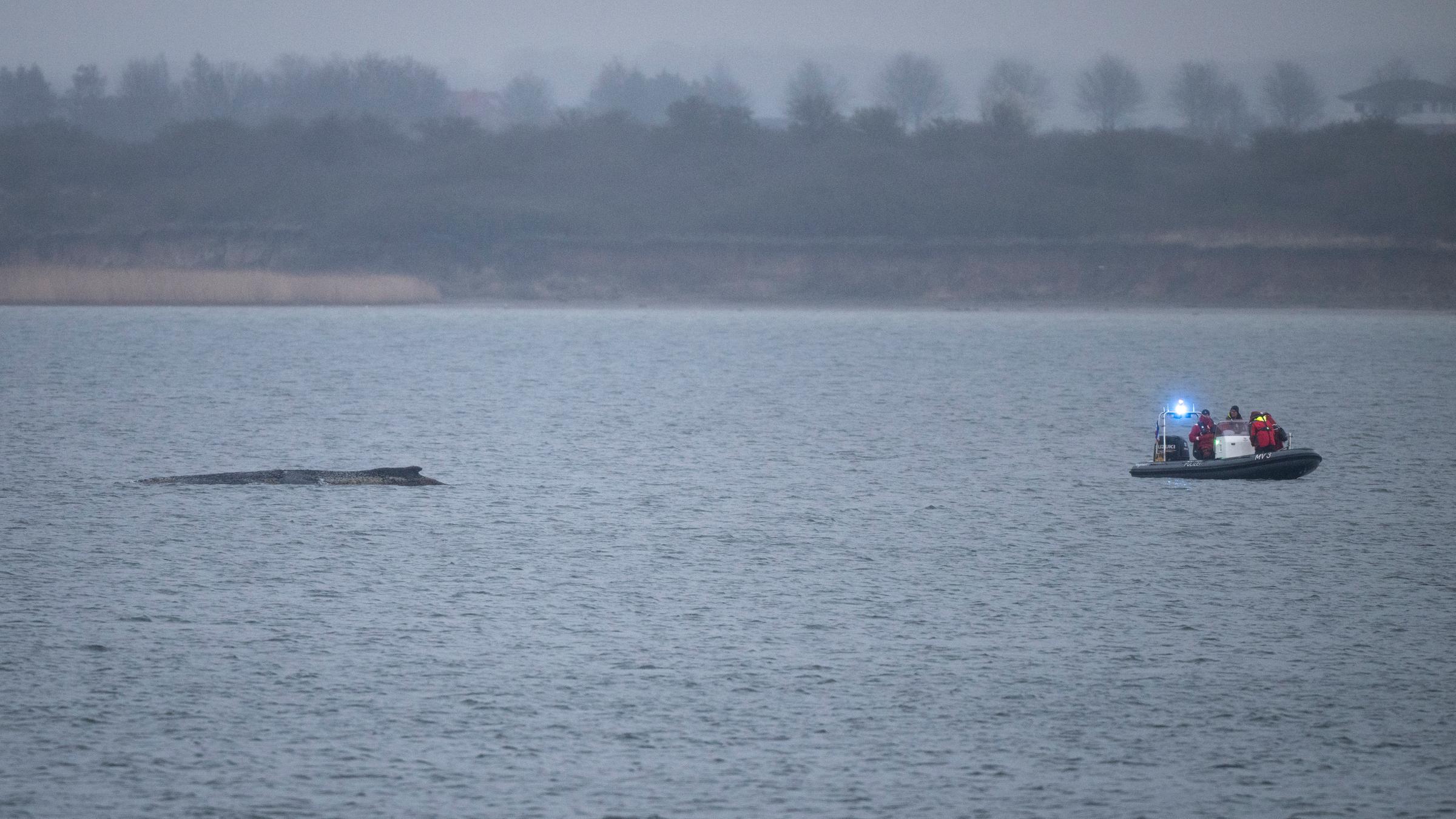 Ein Schlauchboot der Polizei fährt an den Wal heran am 30.03.2026 in Wismar.
