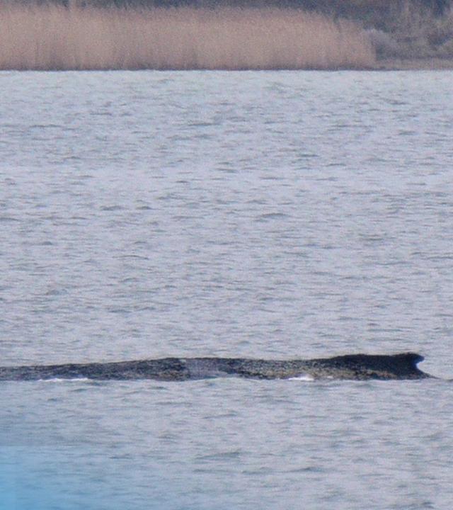 Rücken des Buckelwals aus dem Wasser ragend.