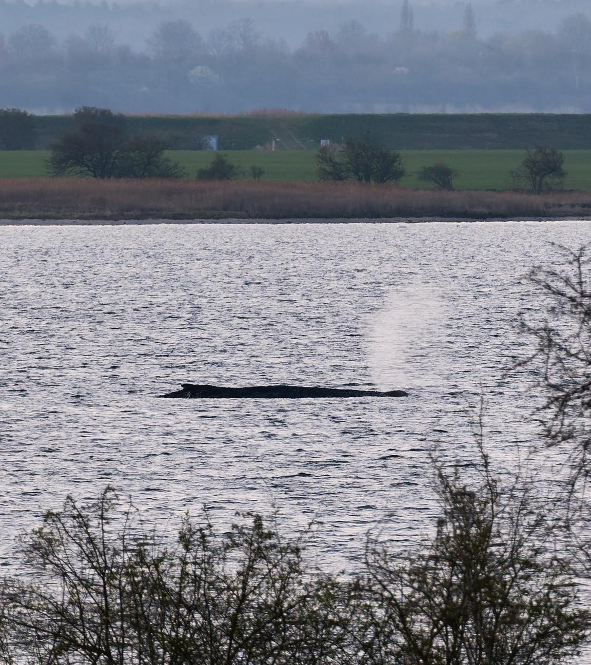 Mecklenburg-Vorpommern, Weitendorf-Hof: Der Buckelwal liegt am frühen Vormittag noch immer auf einer Sandbank vor der Insel Poel.