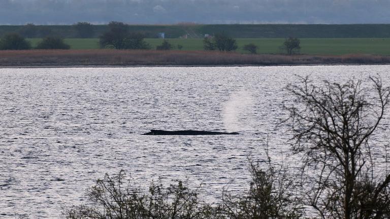 Mecklenburg-Vorpommern, Weitendorf-Hof: Der Buckelwal liegt am frühen Vormittag noch immer auf einer Sandbank vor der Insel Poel.