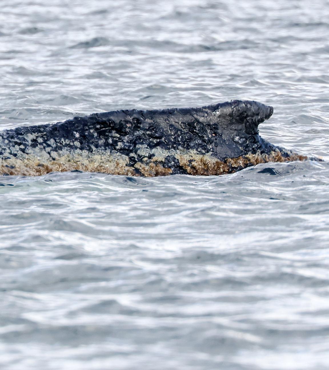 Ein Teil des Wals ragt aus dem Wasser.