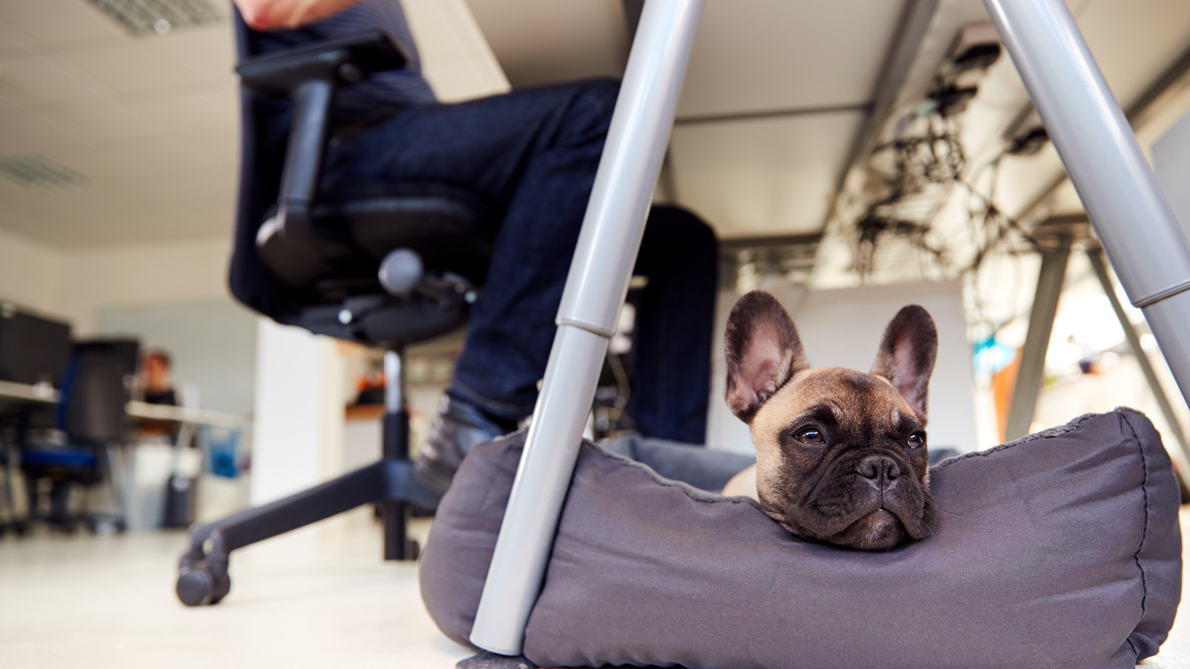 Ein französischer Bulldoggenwelpe liegt auf einem Bett unter einem Schreibtisch im Büro, während die Besitzerin oder der Besitzer arbeitet.