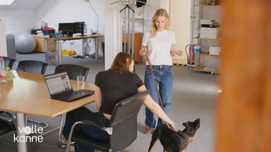 Bürohunde: Pro und Contra