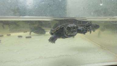 Eine Baby-Schildkröte im Aquarium
