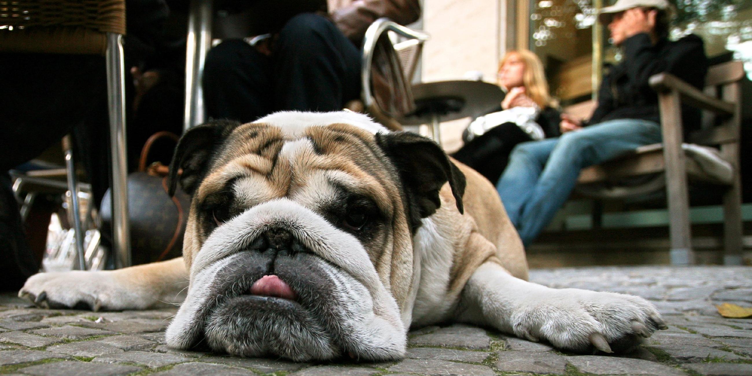 Auf der "faulen Haut" liegt diese englische Bulldogge, die am Sonntag vor einem Cafe in Berlin auf Frauchen wartet.