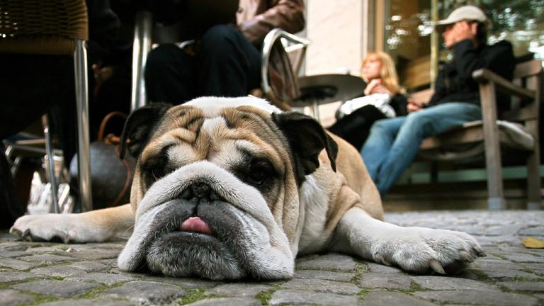 auf der "faulen haut" liegt diese englische bulldogge, die am sonntag (09.09.2007) vor einem cafe in berlin auf frauchen wartet.