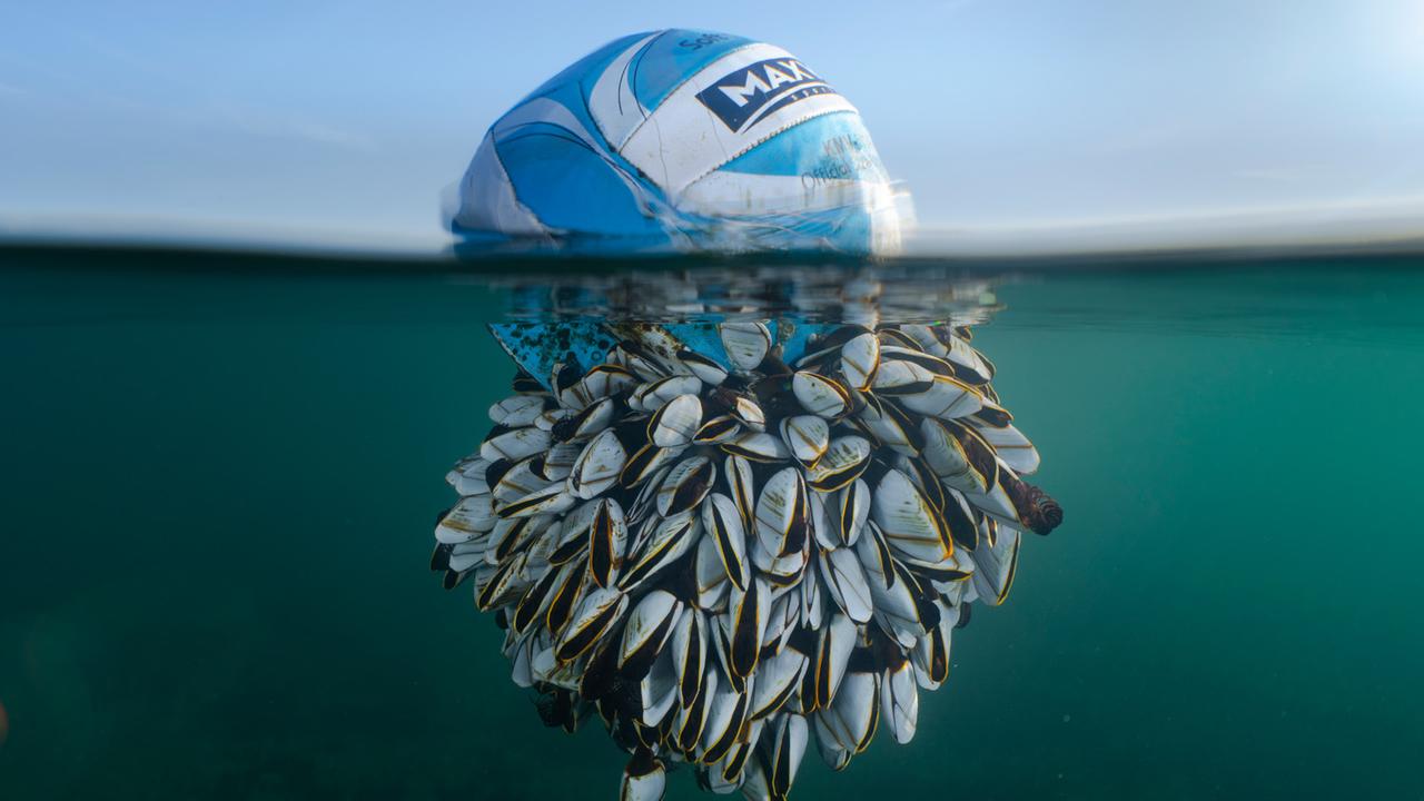 Ein Ball schwimmt im Meer. Zur hälfte ist er unterwasser und  mit Entenmuscheln bedeckt.