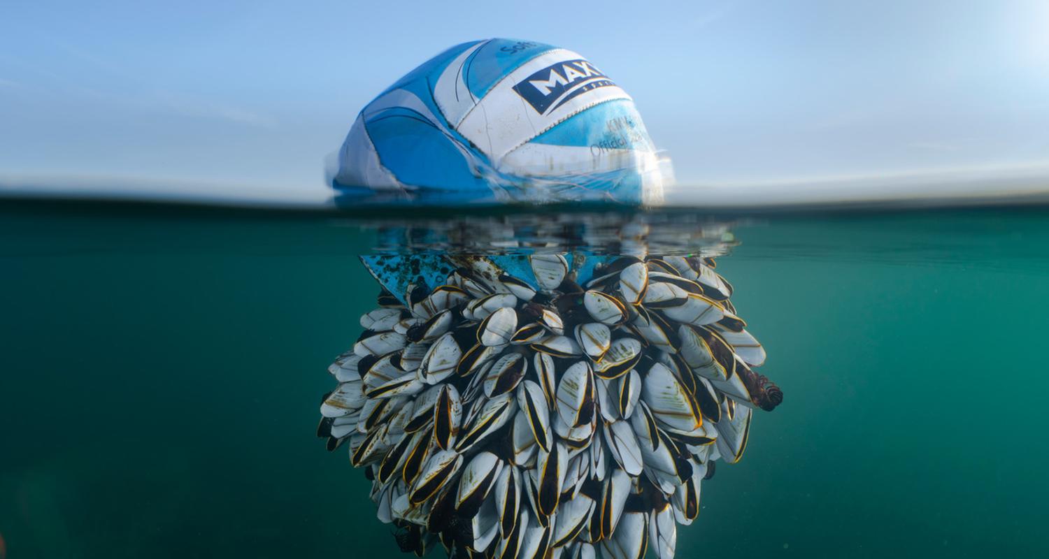 Ein Ball schwimmt im Meer. Zur hälfte ist er unterwasser und  mit Entenmuscheln bedeckt.