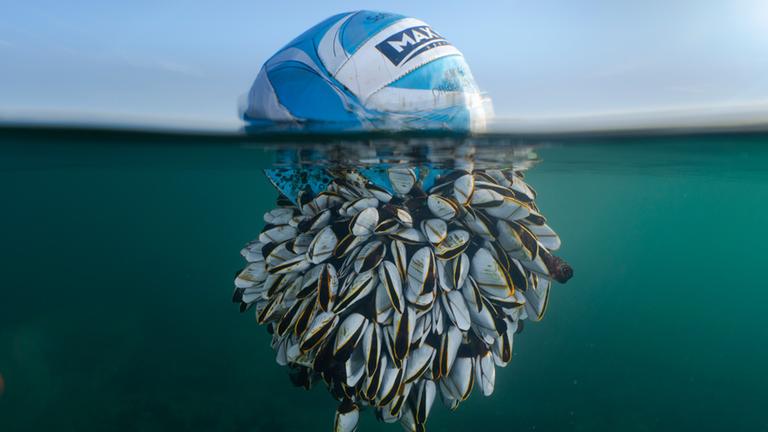 Ein Ball schwimmt im Meer. Zur hälfte ist er unterwasser und  mit Entenmuscheln bedeckt.