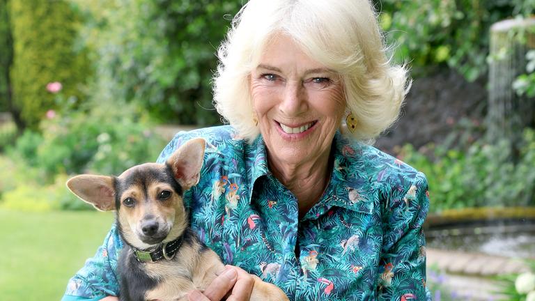 Adel: Camilla besucht ein Tierheim in Battersea