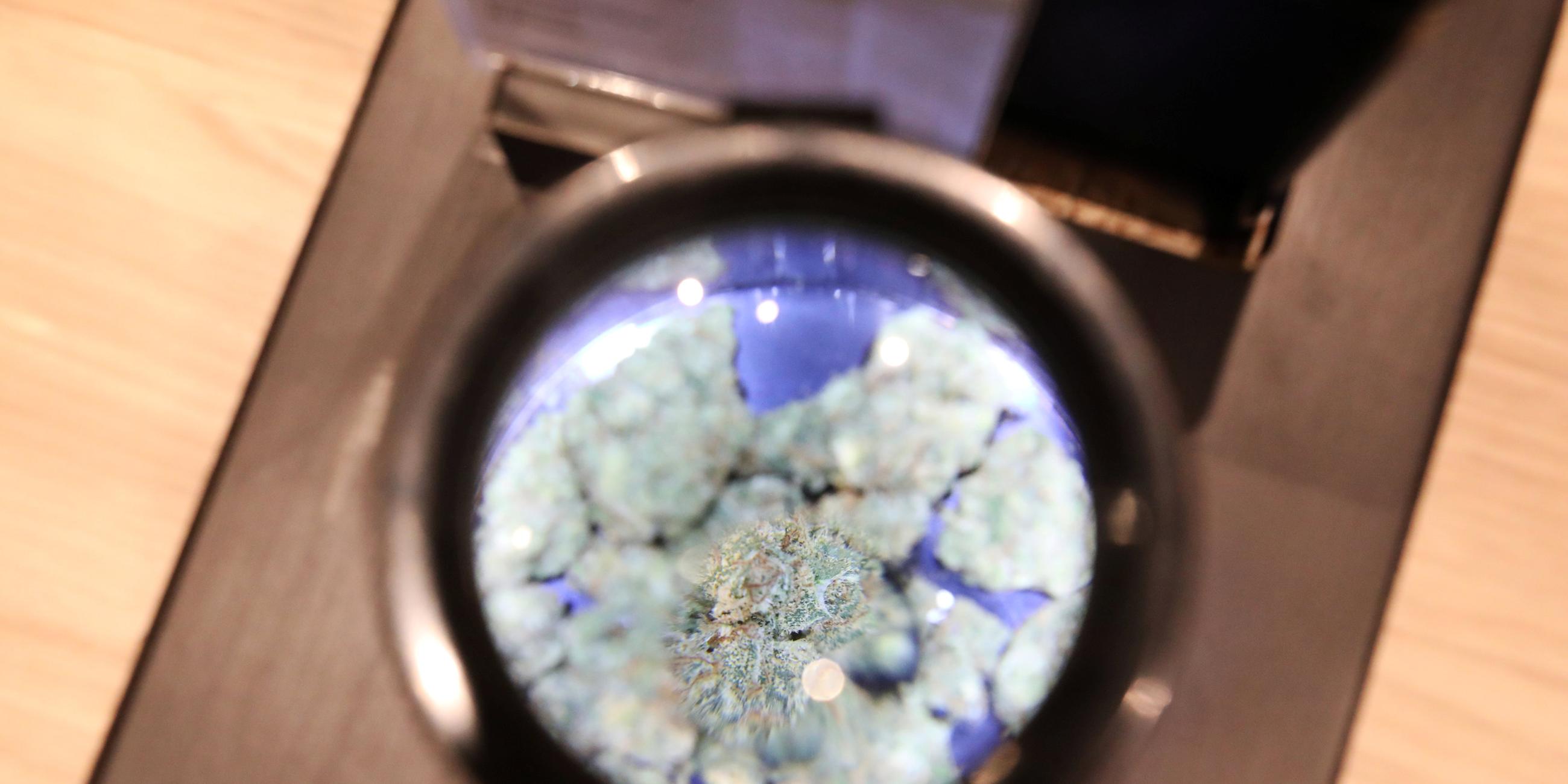 Cannabis