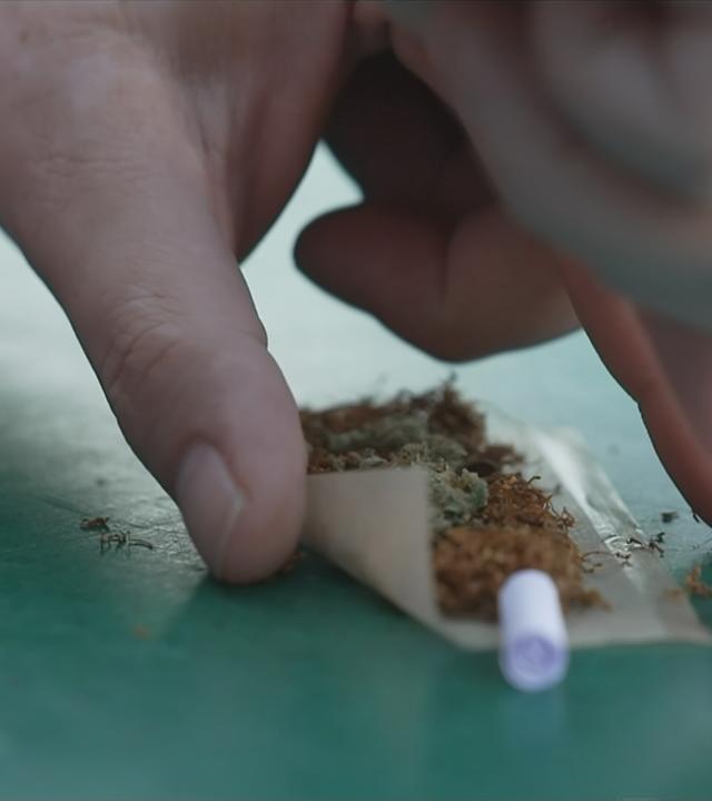 Cannabis