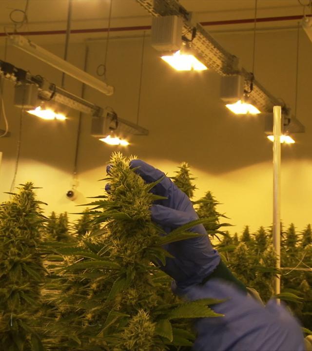 Cannabis