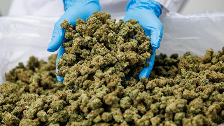 Eine Mitarbeiterin des Cannabis-Unternehmens Cantourage hält in der Produktion des Unternehmens getrimmte Cannabis-Blüten in den Händen