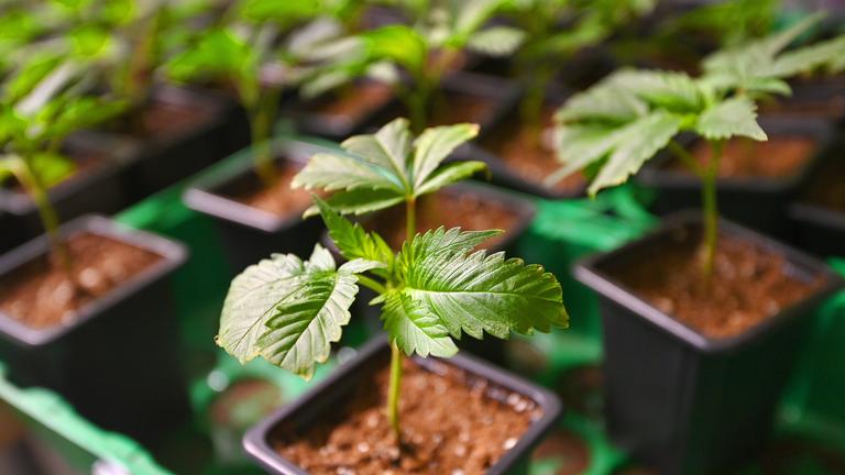 Hanfpflanze, aufgenommen am 04.04.2024