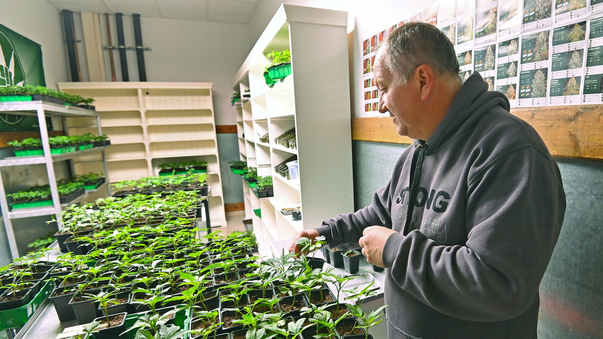 Anbaumöglichkeiten für Cannabis 