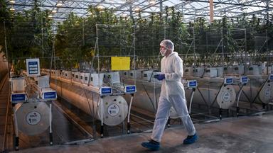Eine Cannabis-Plantage in Portugal. Eine Person im Ganzkörperanzug und mit Maske läuft vor den Pflanzen im Gewächshaus entlang.