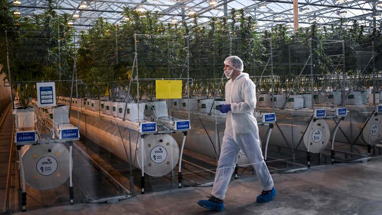 Eine Cannabis-Plantage in Portugal. Eine Person im Ganzkörperanzug und mit Maske läuft vor den Pflanzen im Gewächshaus entlang.