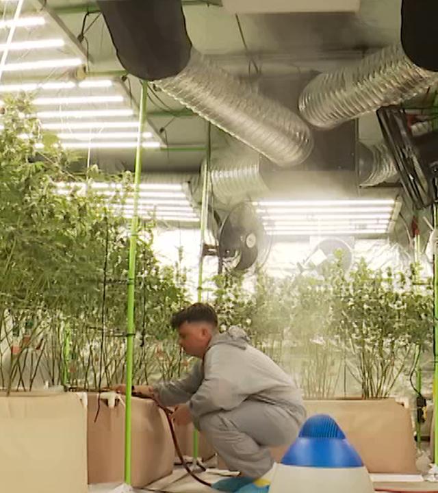 Sebastian Brebeck hockend in einer Cannabis-Plantage.