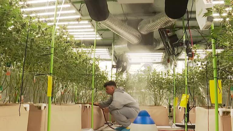 Sebastian Brebeck hockend in einer Cannabis-Plantage.