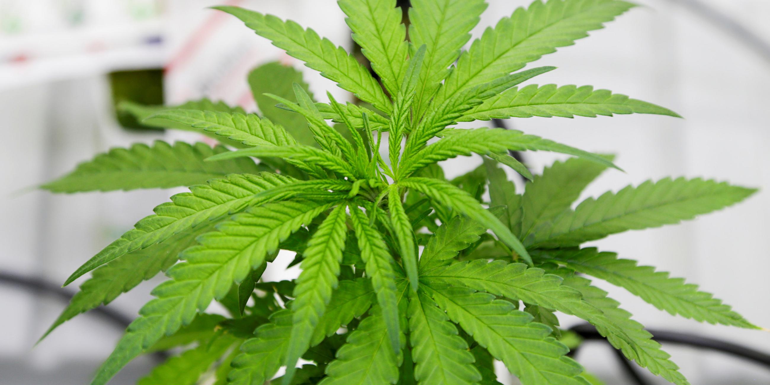 Cannabispflanze