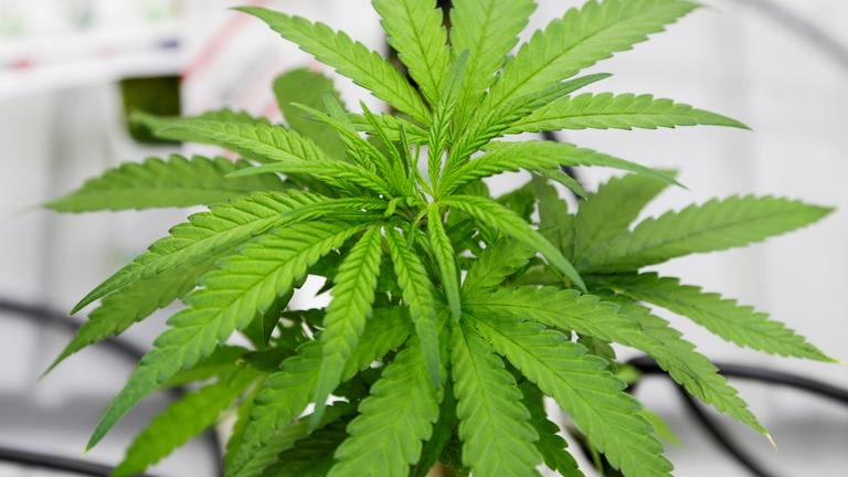 Cannabispflanze