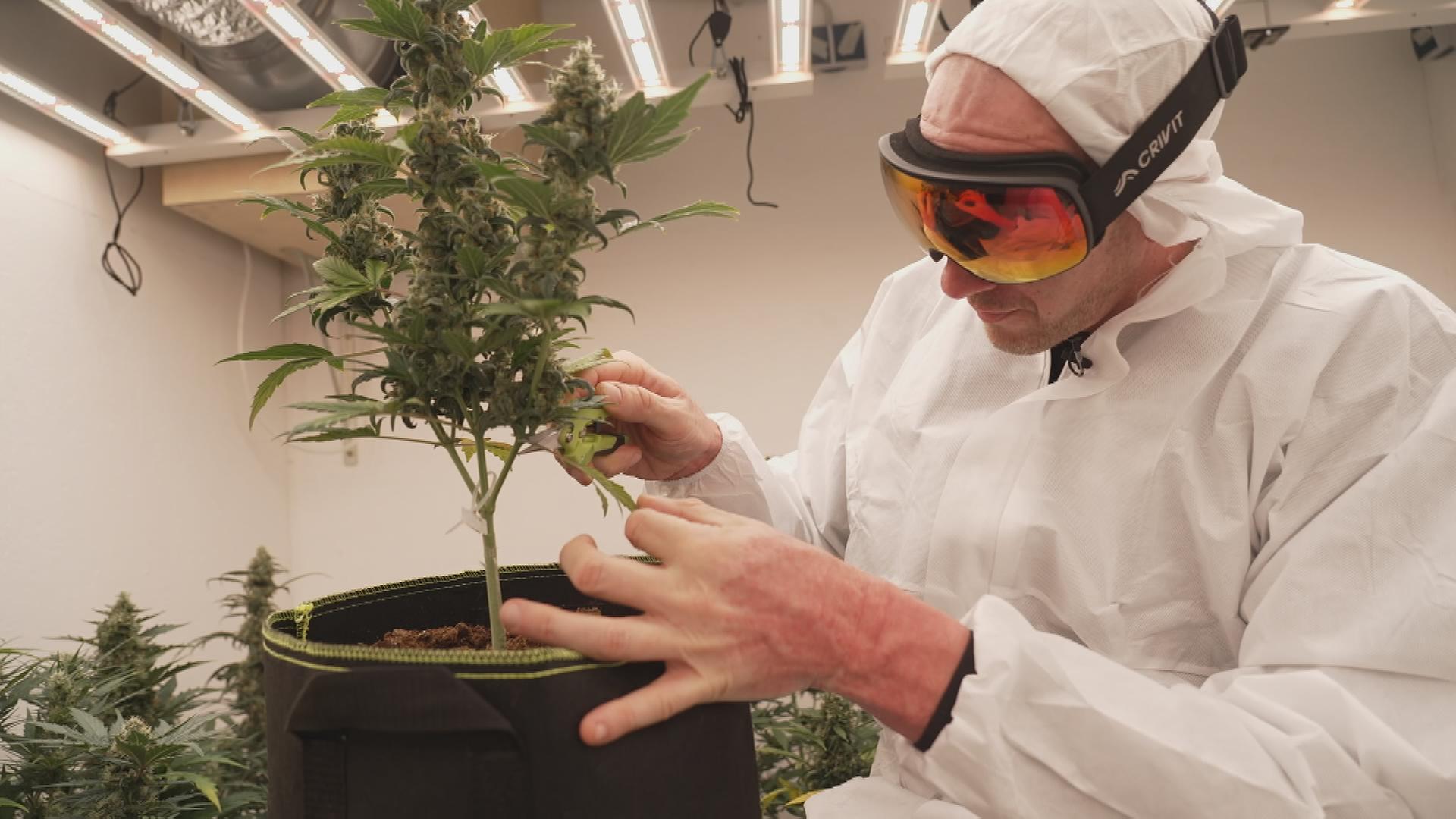 Cannabis Labor